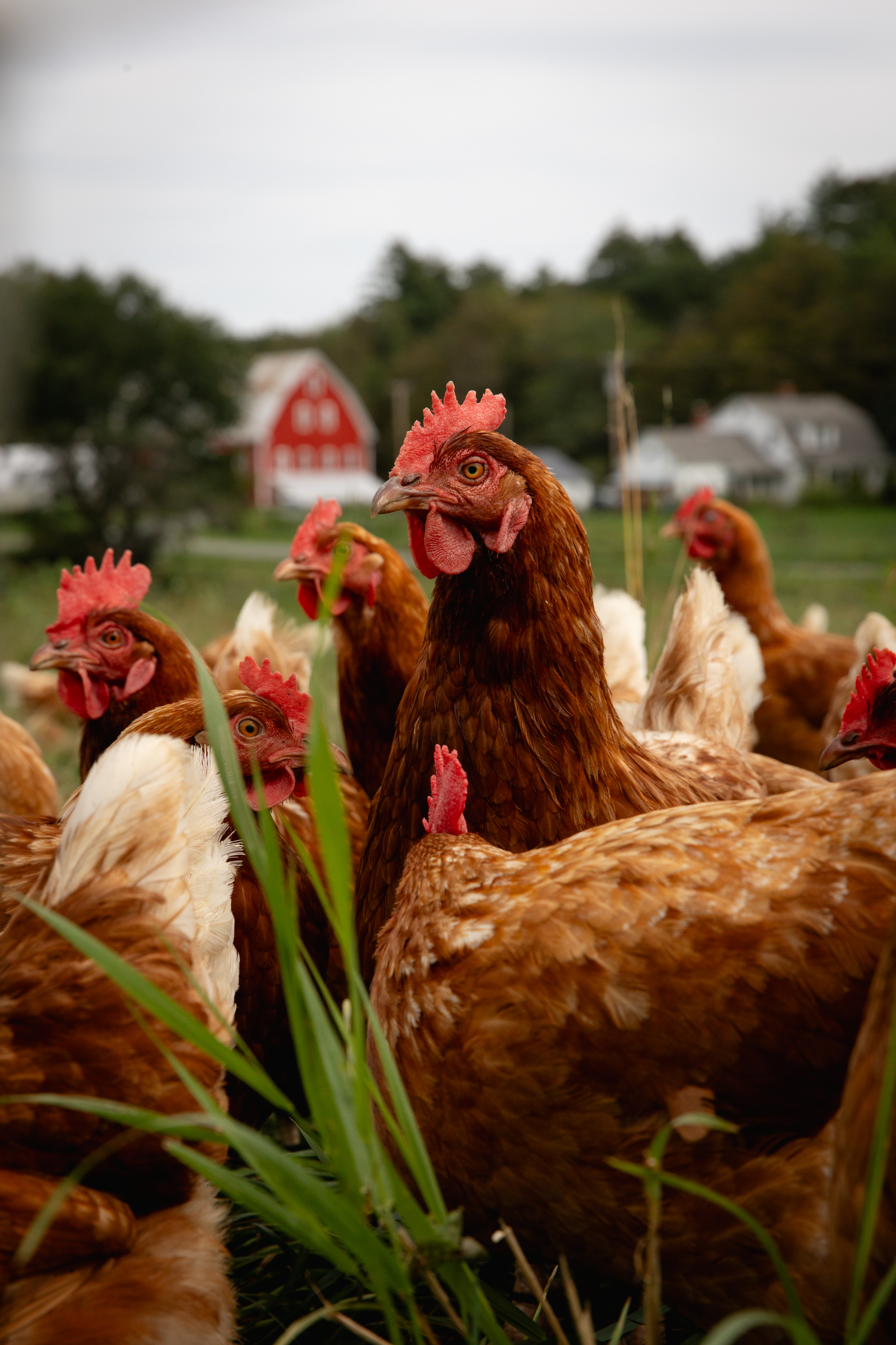 Sunrise Farm, Washington County